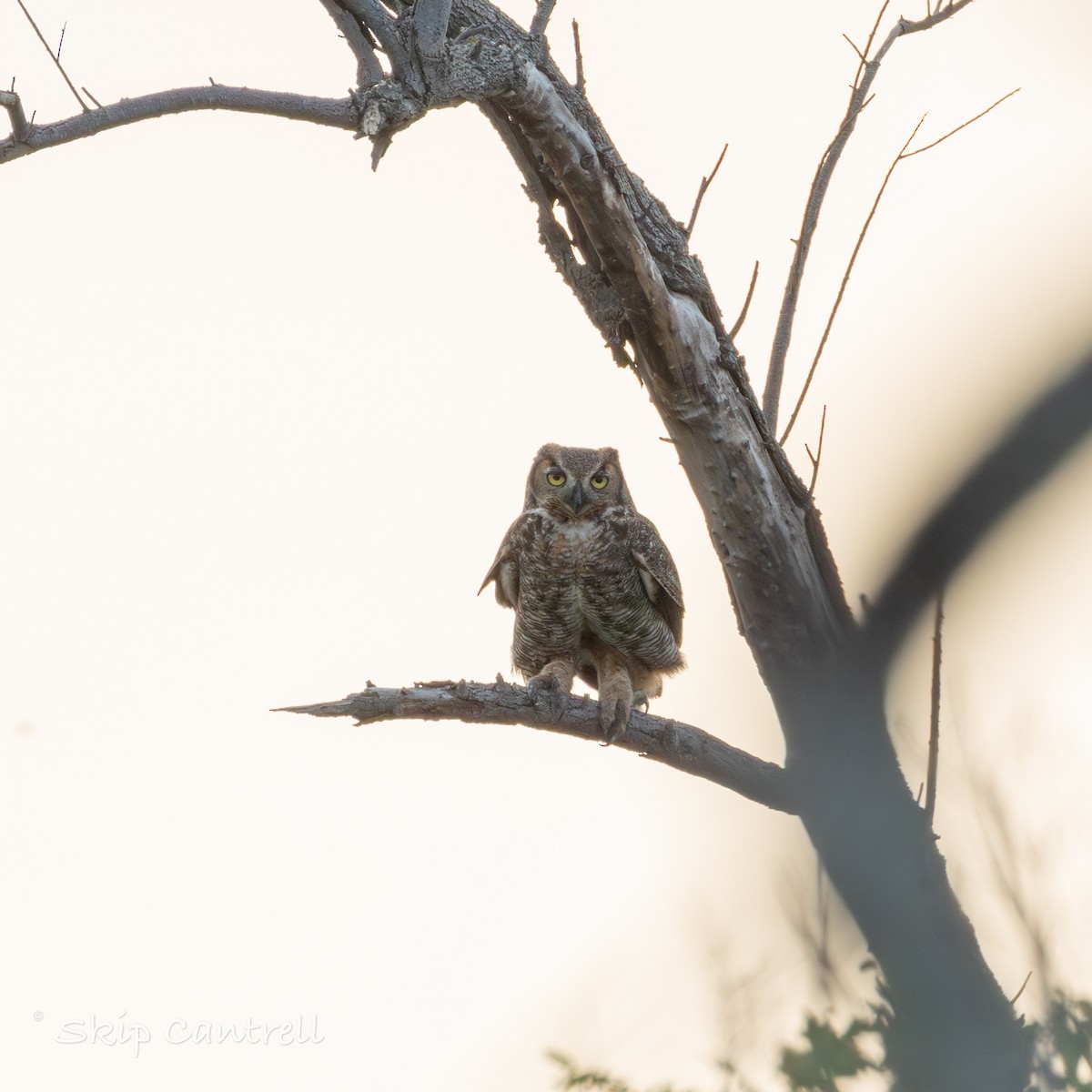 Great Horned Owl - Skip Cantrell