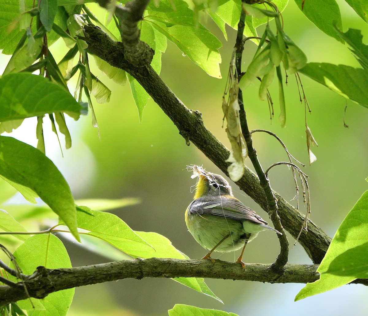 Northern Parula - ML619151674