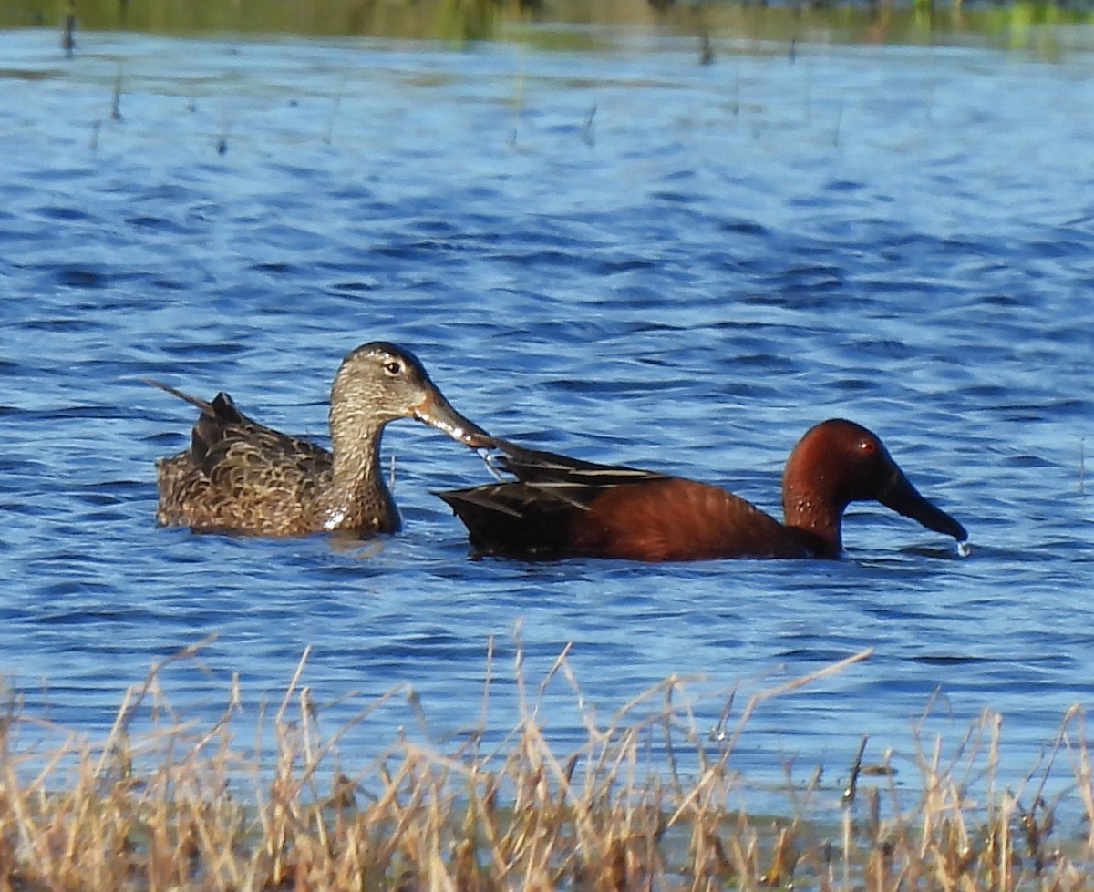 Cinnamon Teal - Rick Bennett