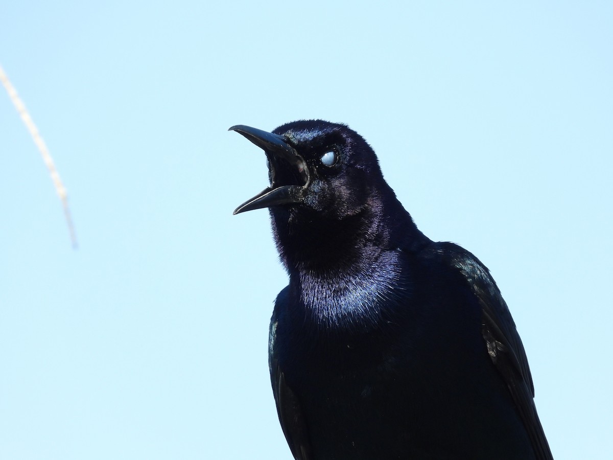 Boat-tailed Grackle - Michael W. Sack