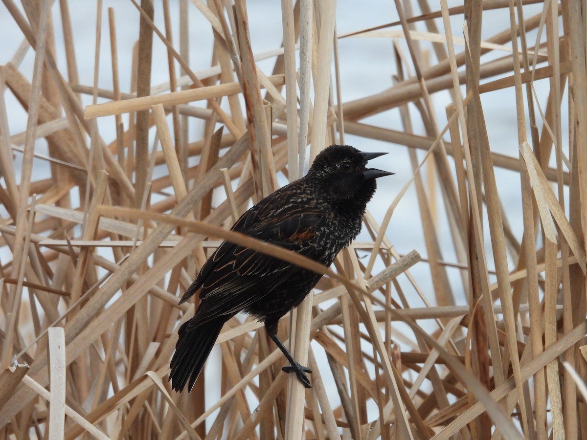 Red-winged Blackbird - Paolo Matteucci