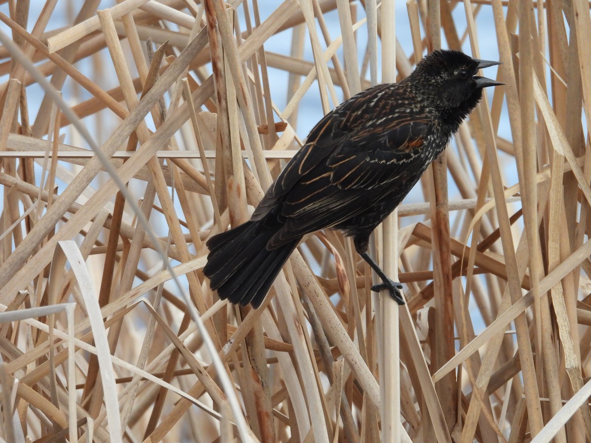 Red-winged Blackbird - Paolo Matteucci