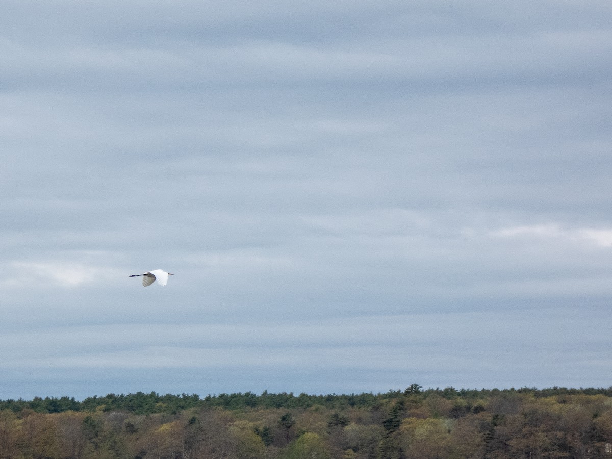 Great Egret - ML619151710