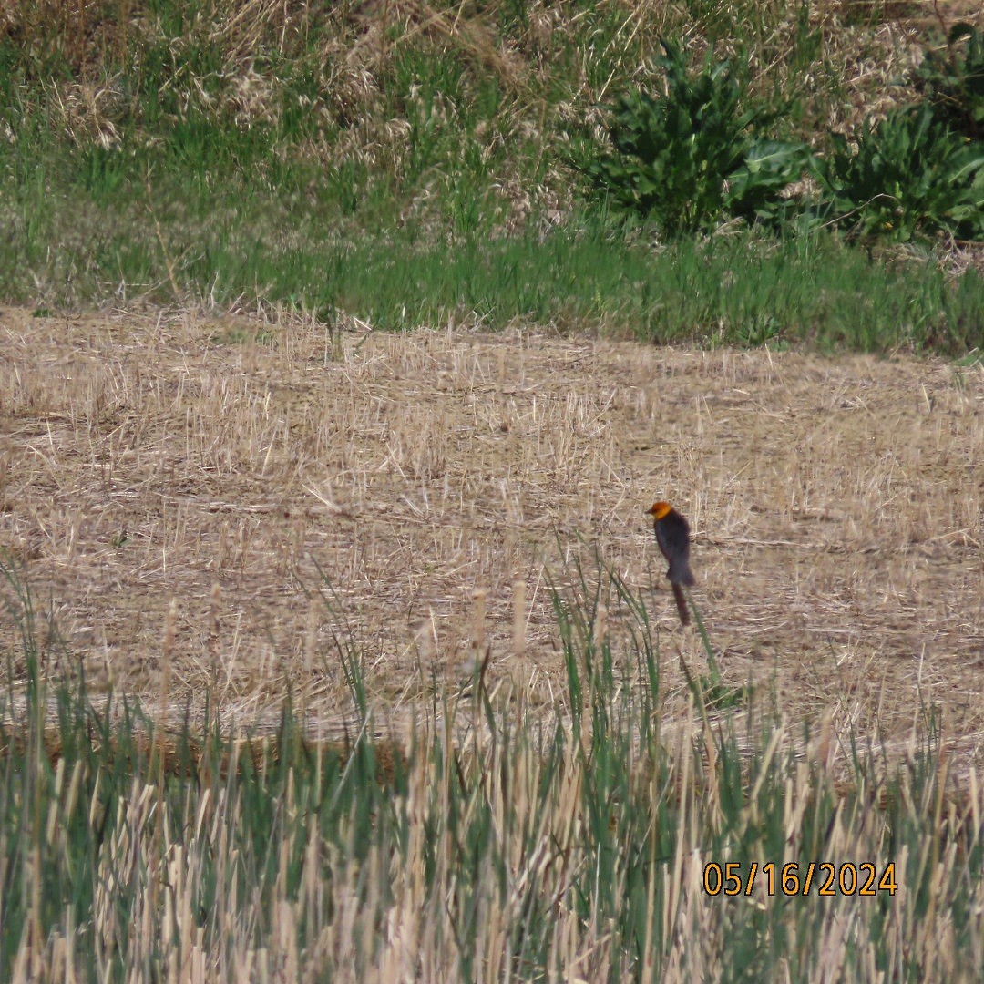 Yellow-headed Blackbird - ML619151711