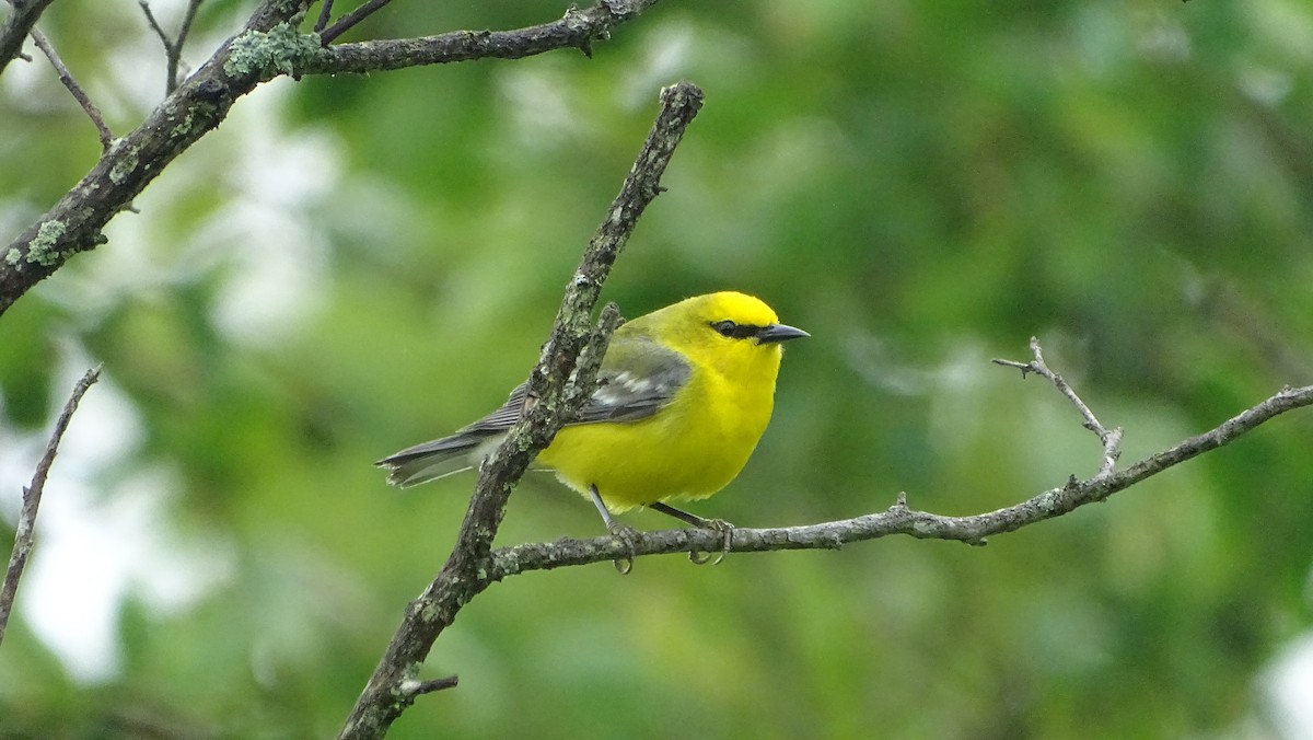 Blue-winged Warbler - Amy Simmons