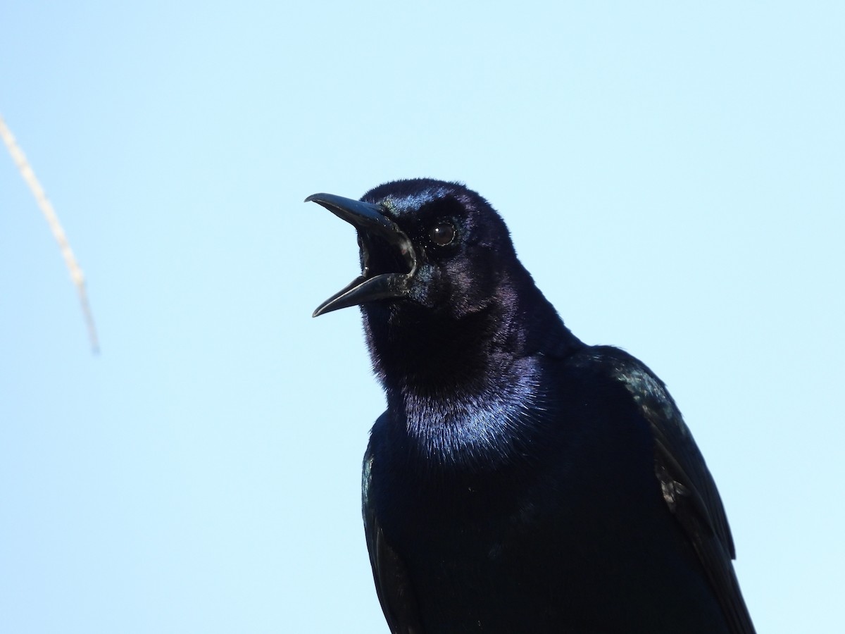 Boat-tailed Grackle - Michael W. Sack