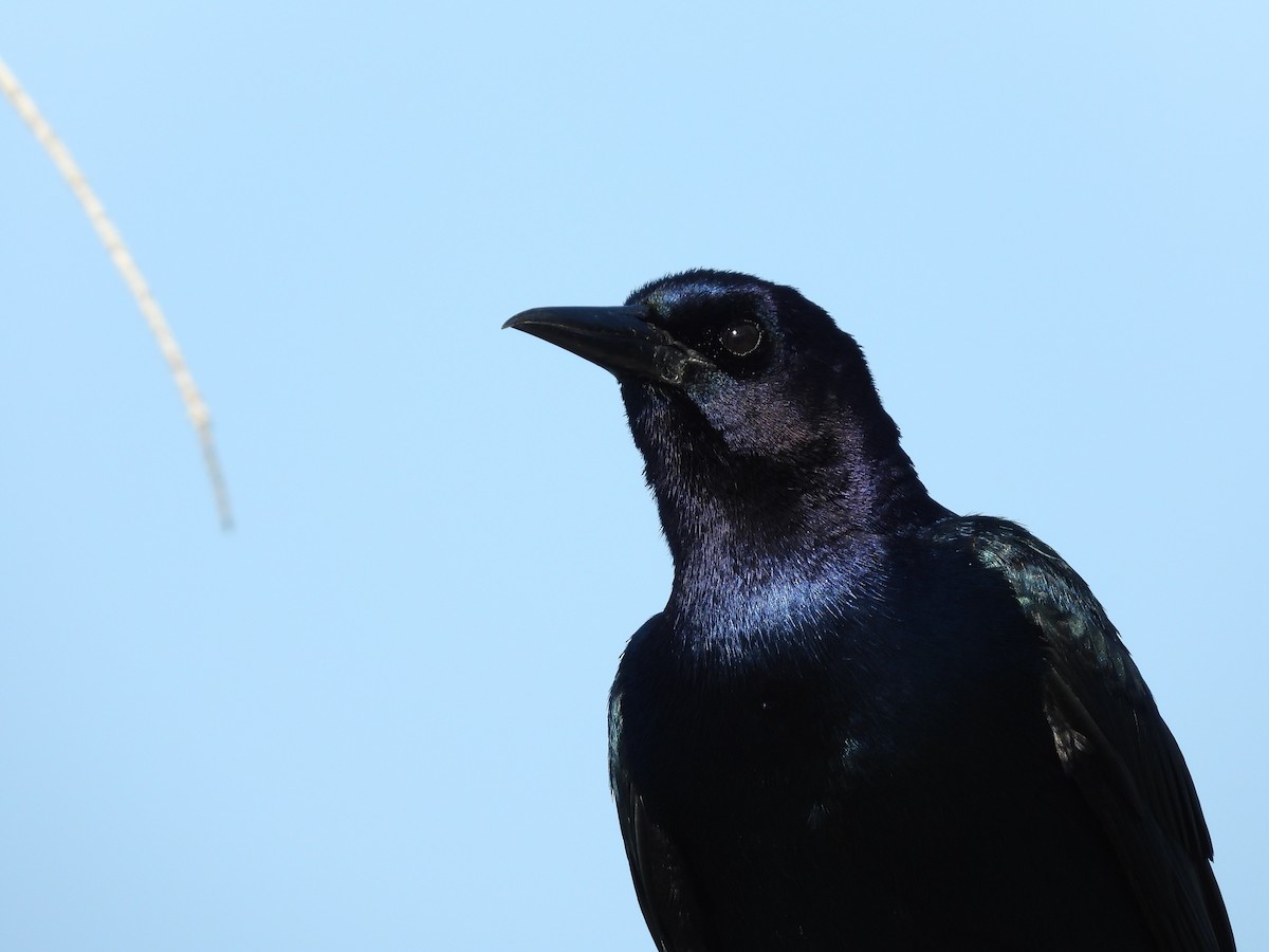 Boat-tailed Grackle - Michael W. Sack
