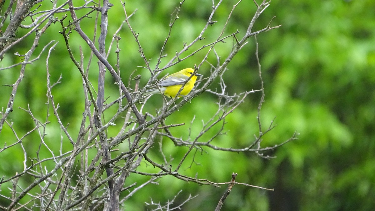 Blue-winged Warbler - Amy Simmons