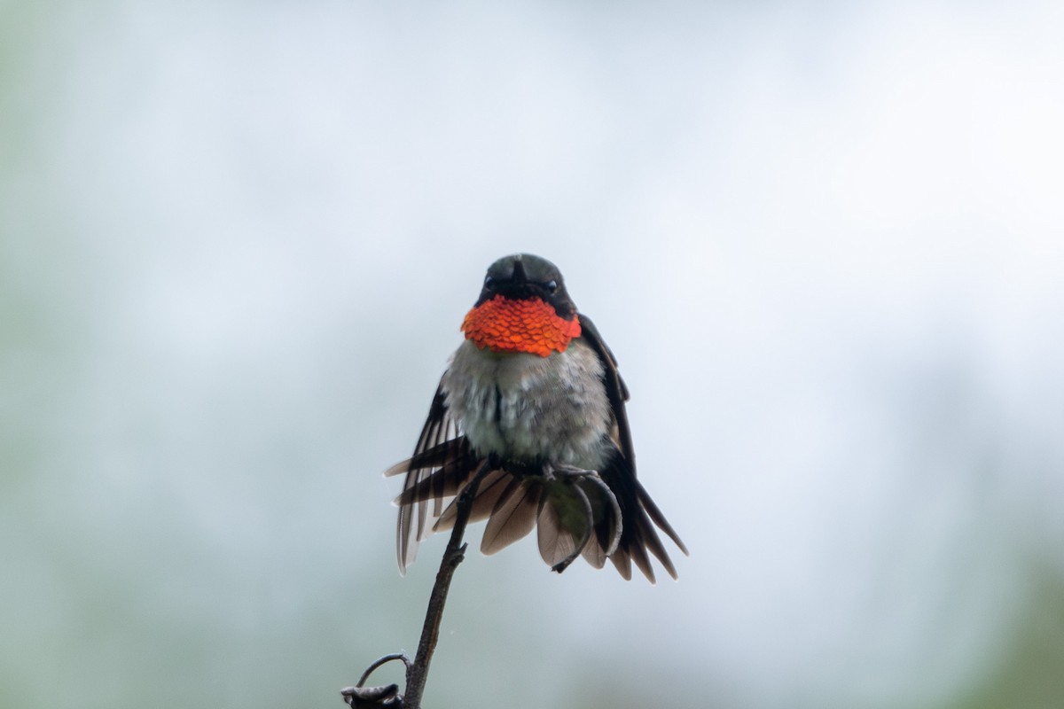 Ruby-throated Hummingbird - Tristan Yoo