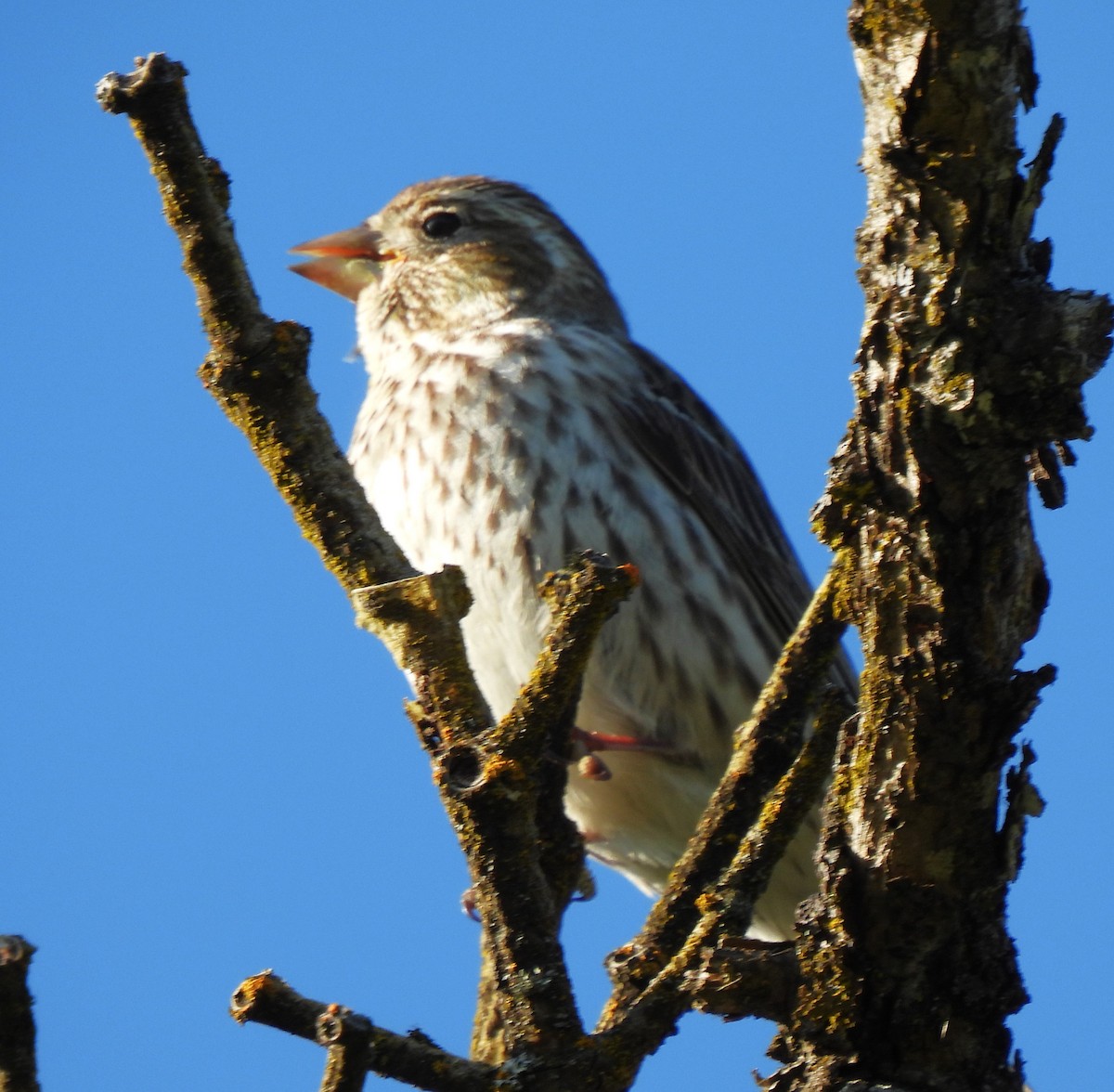 Cassin's Finch - ML619151758