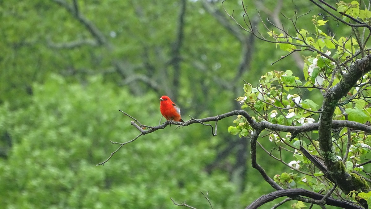 Scarlet Tanager - Amy Simmons