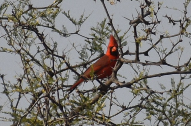 Northern Cardinal - Adrian Romo Garcia