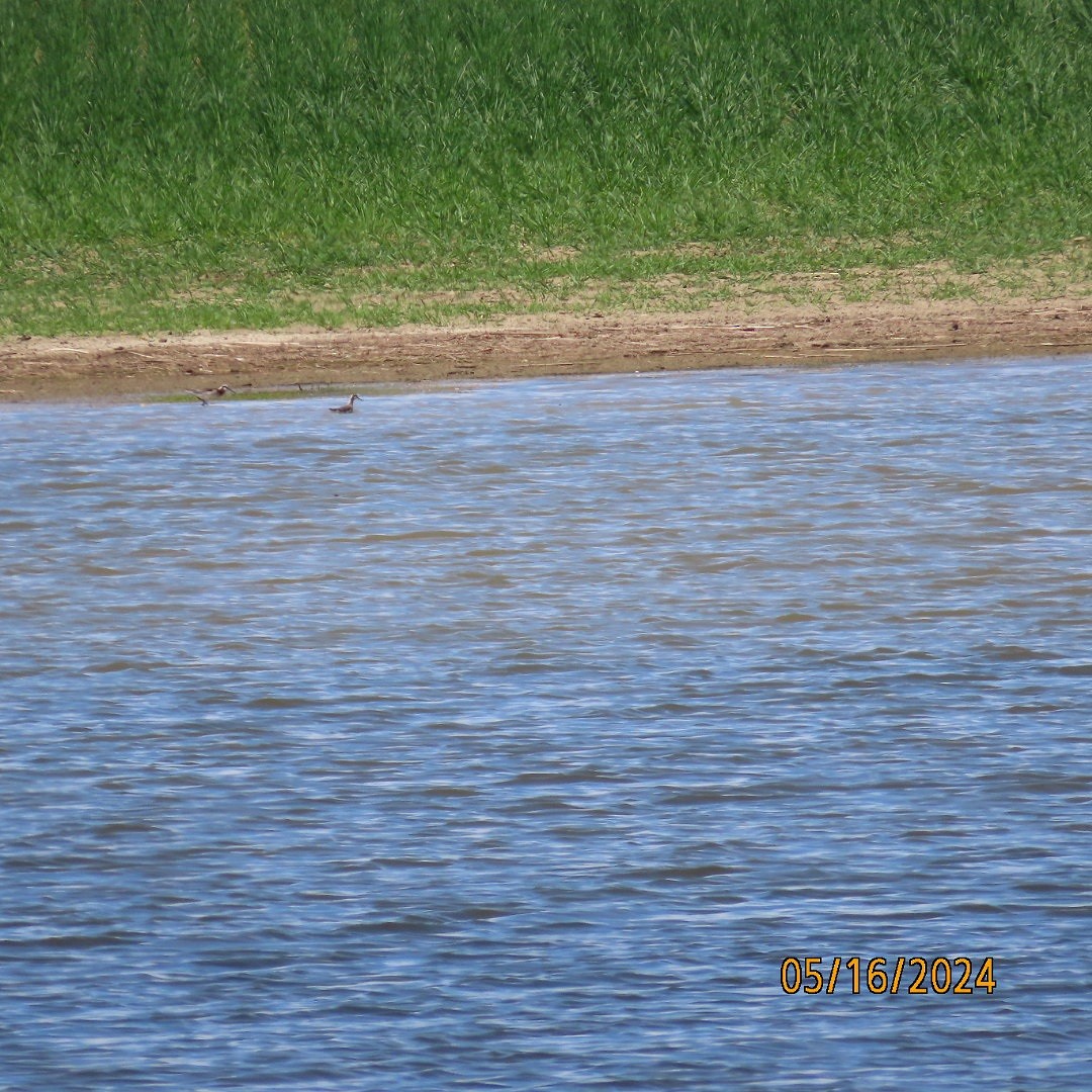 Phalarope de Wilson - ML619151774