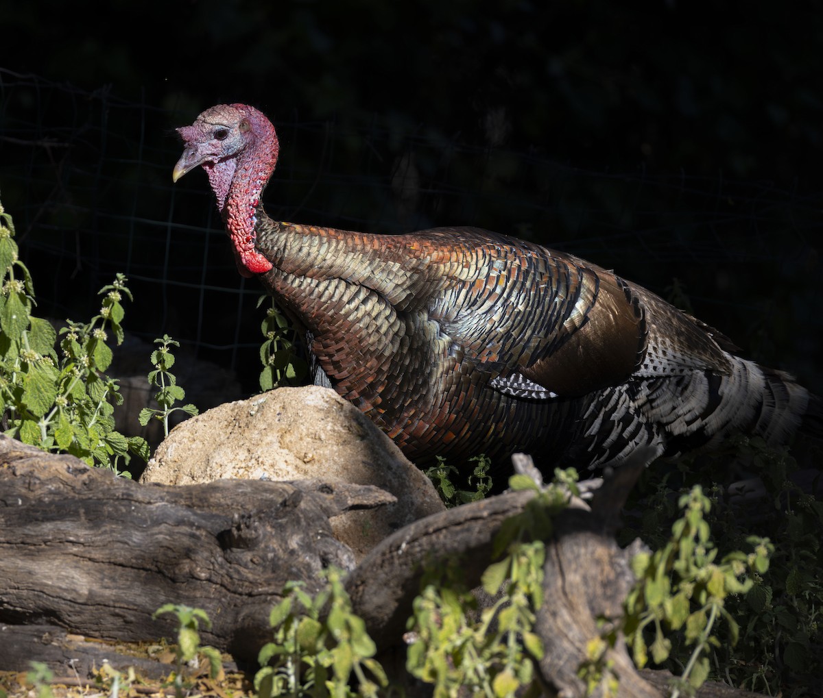 Wild Turkey - ML619151785