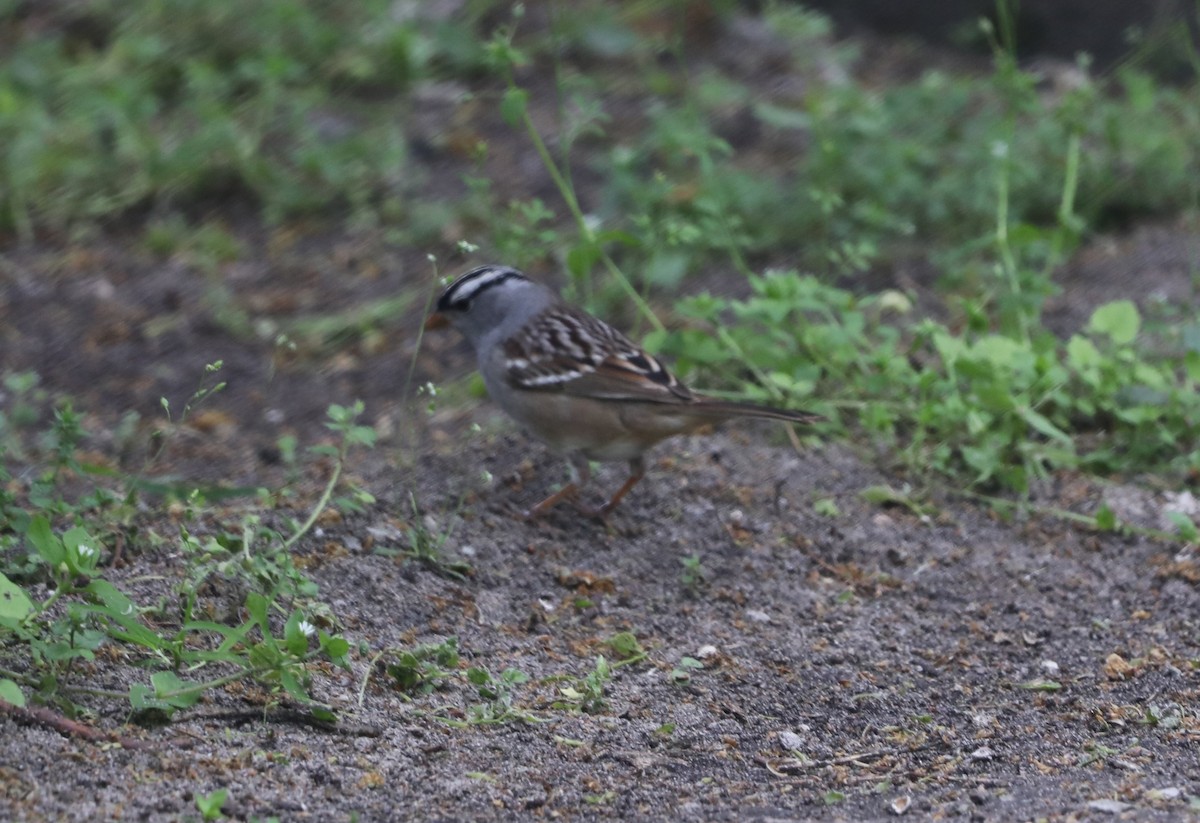 White-crowned Sparrow - "Chia" Cory Chiappone ⚡️