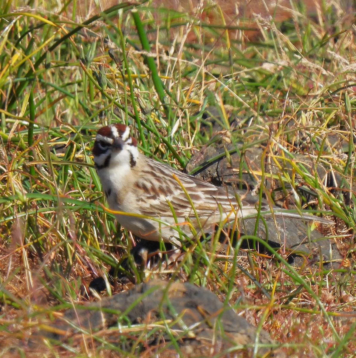 Lark Sparrow - Rick Bennett