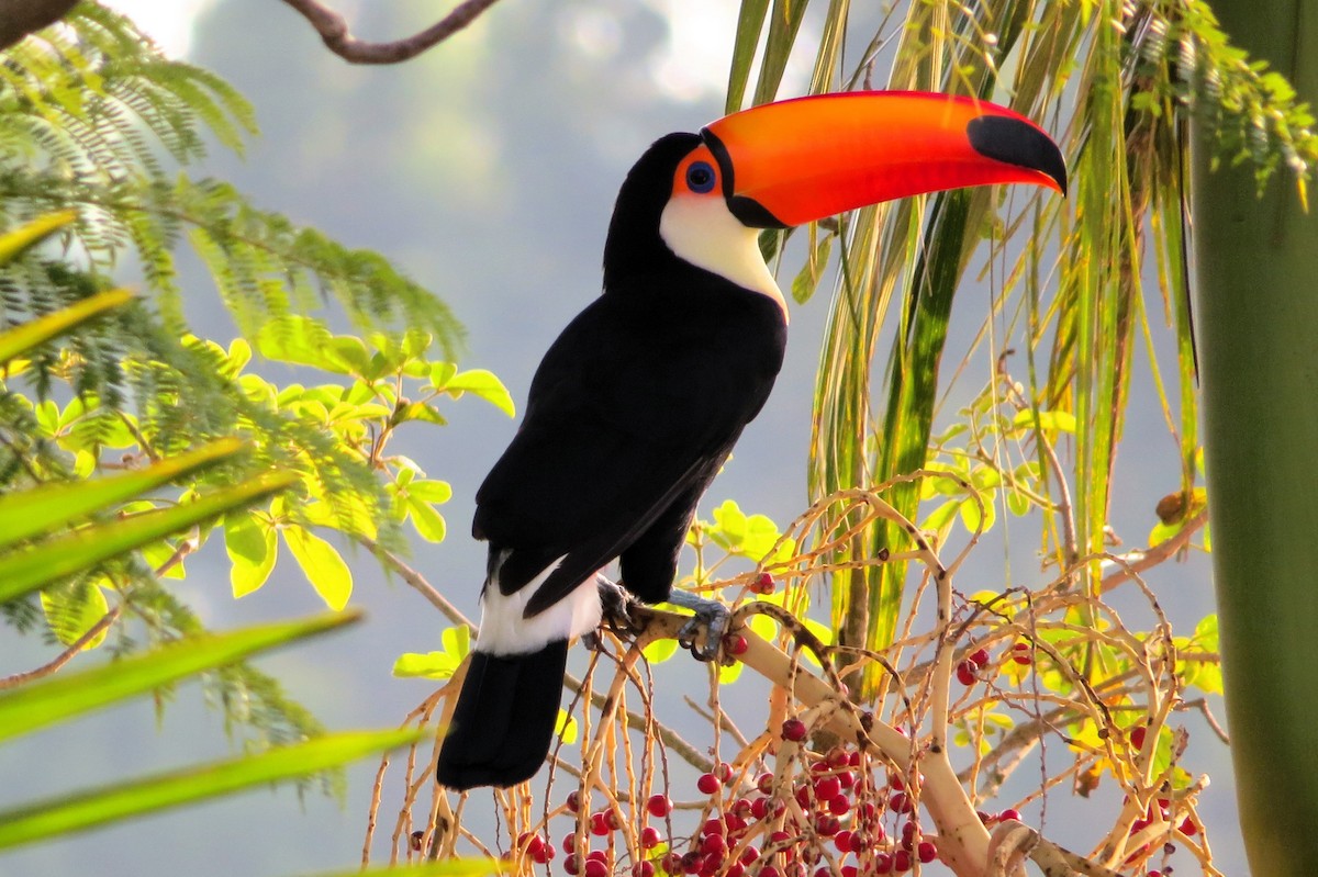 Toco Toucan - ML619151792