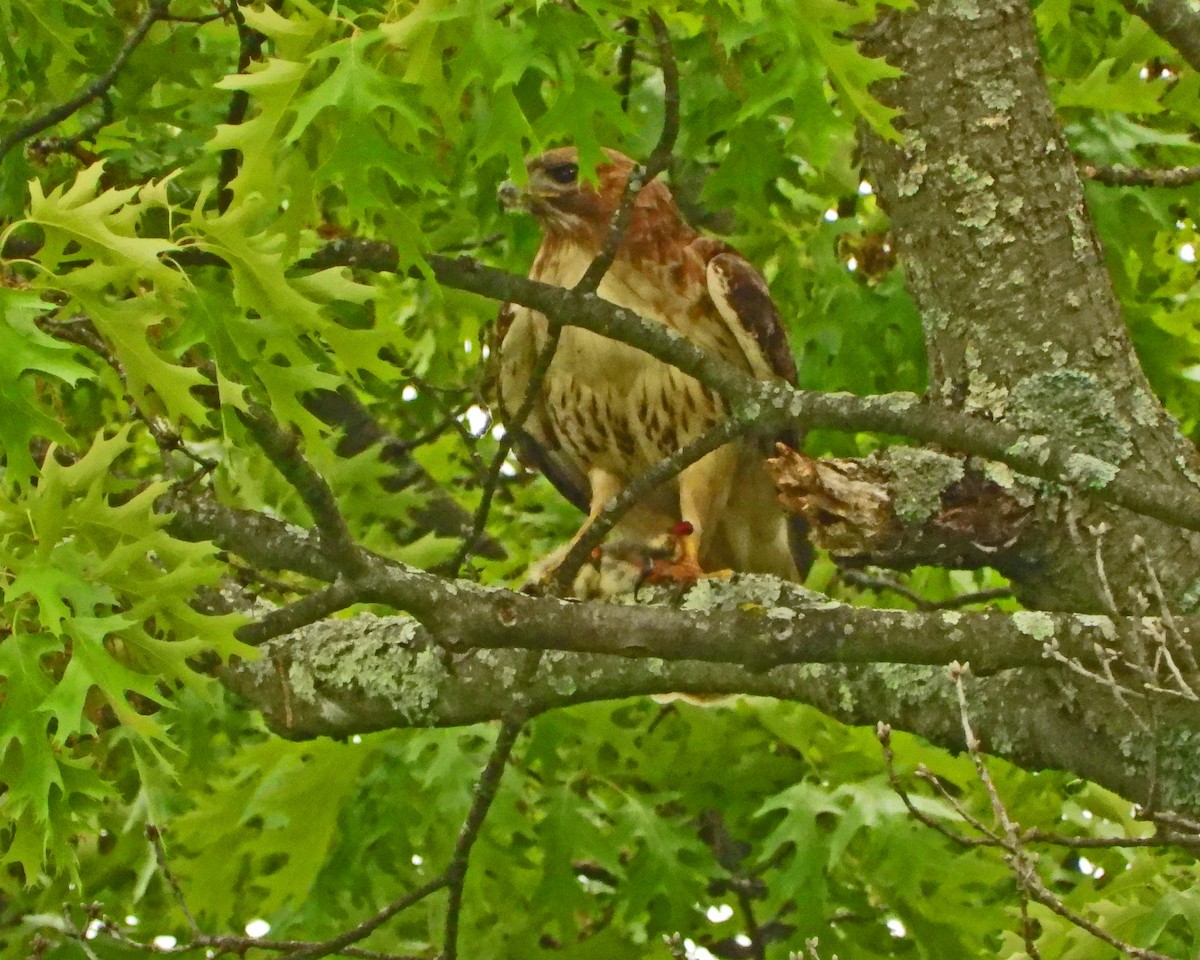 Red-tailed Hawk - ML619151801