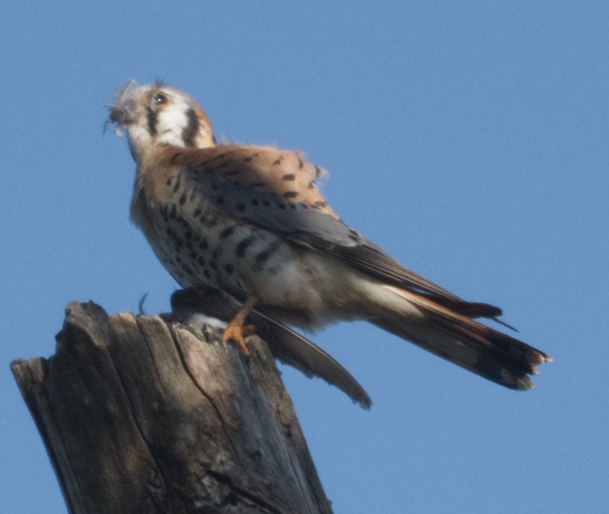 American Kestrel - ML619151815