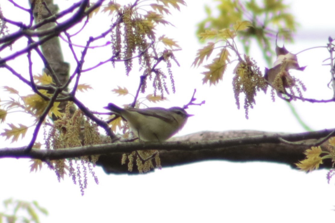 Philadelphia Vireo - Benjamin Wilson