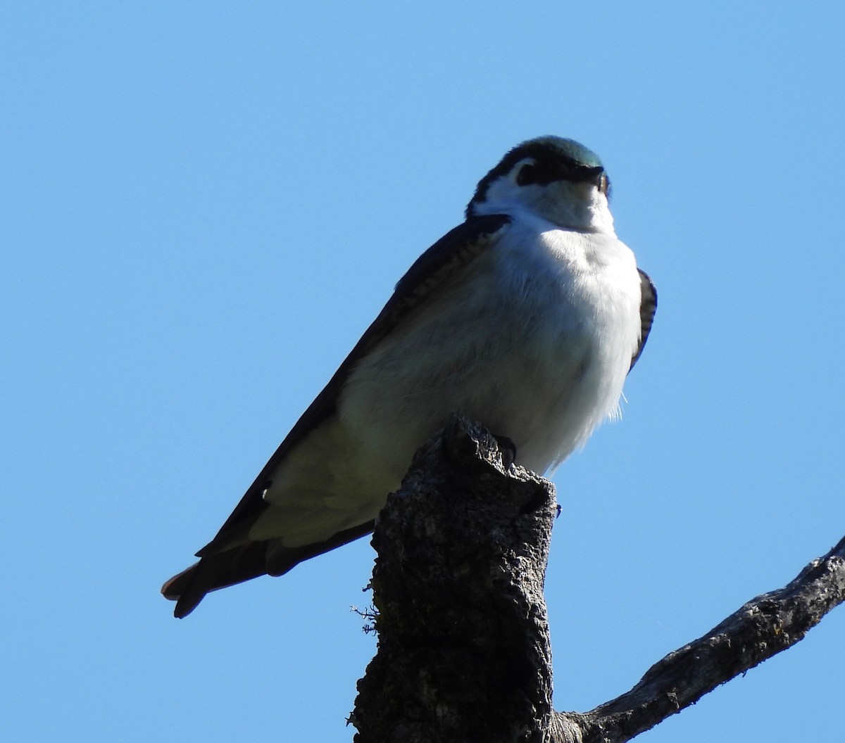 Violet-green Swallow - Rick Bennett