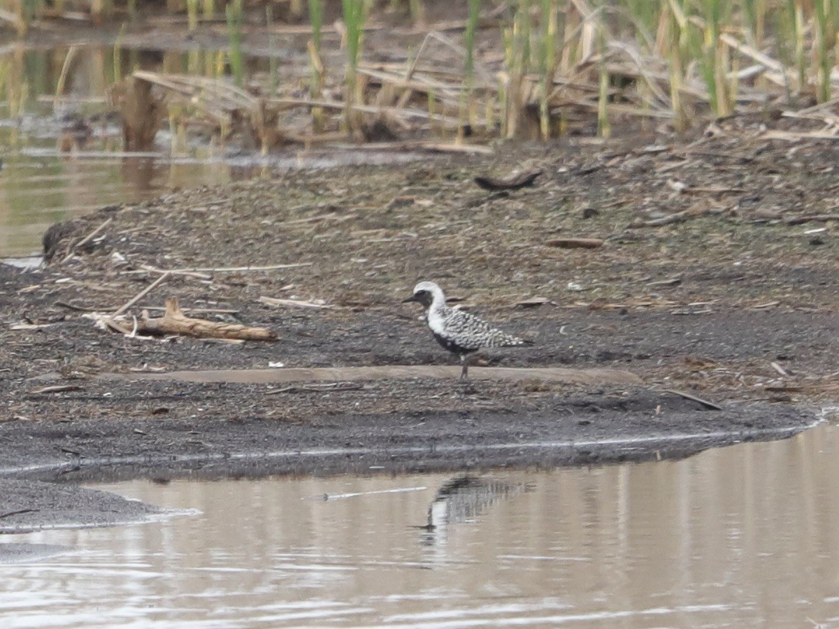 Black-bellied Plover - David Wittrock