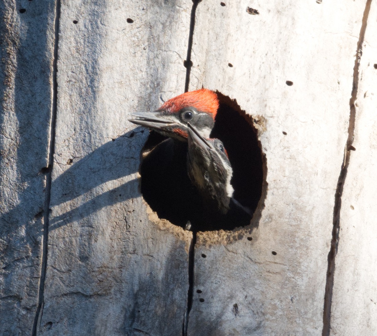 Pileated Woodpecker - ML619151864