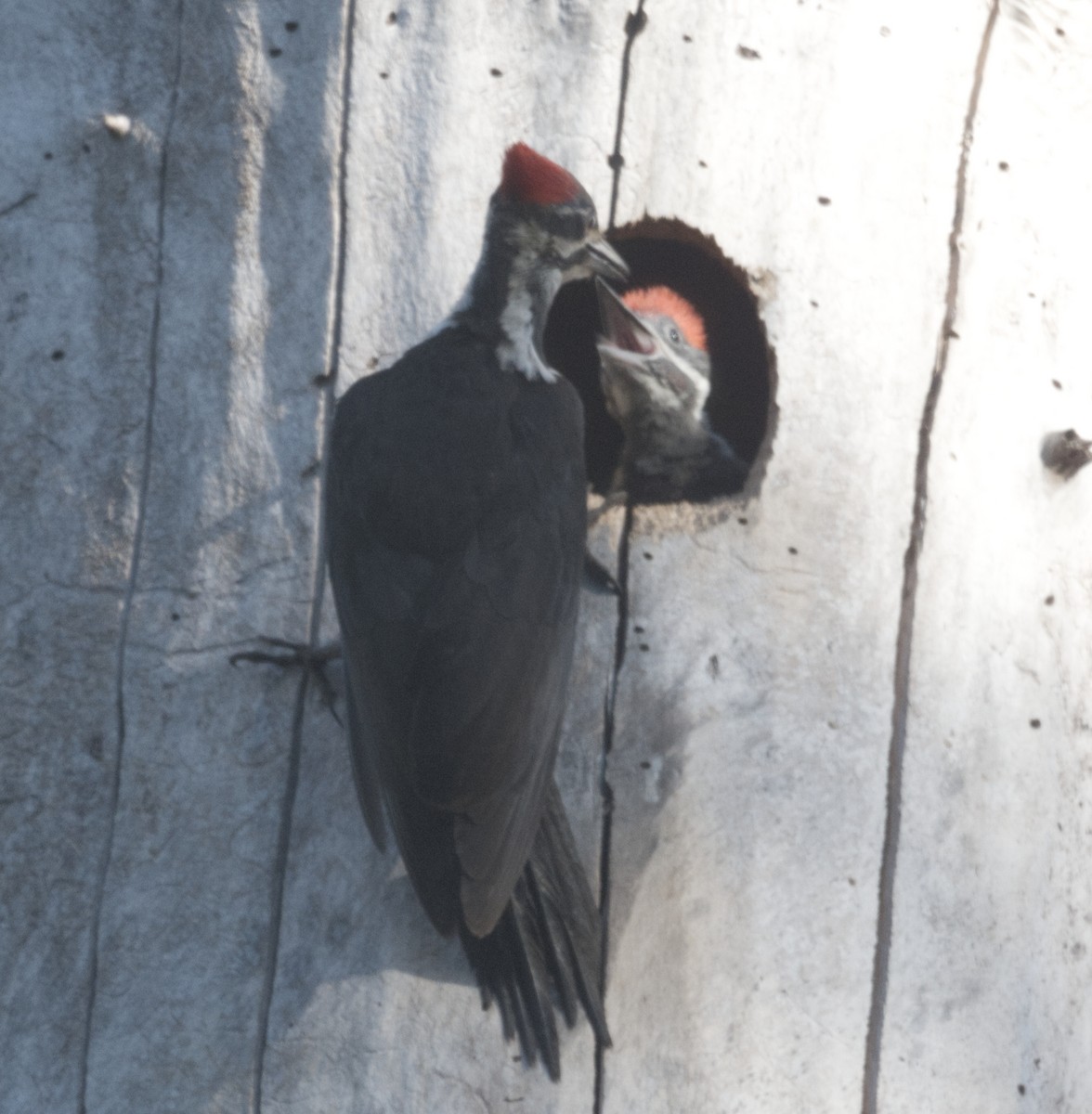 Pileated Woodpecker - ML619151868