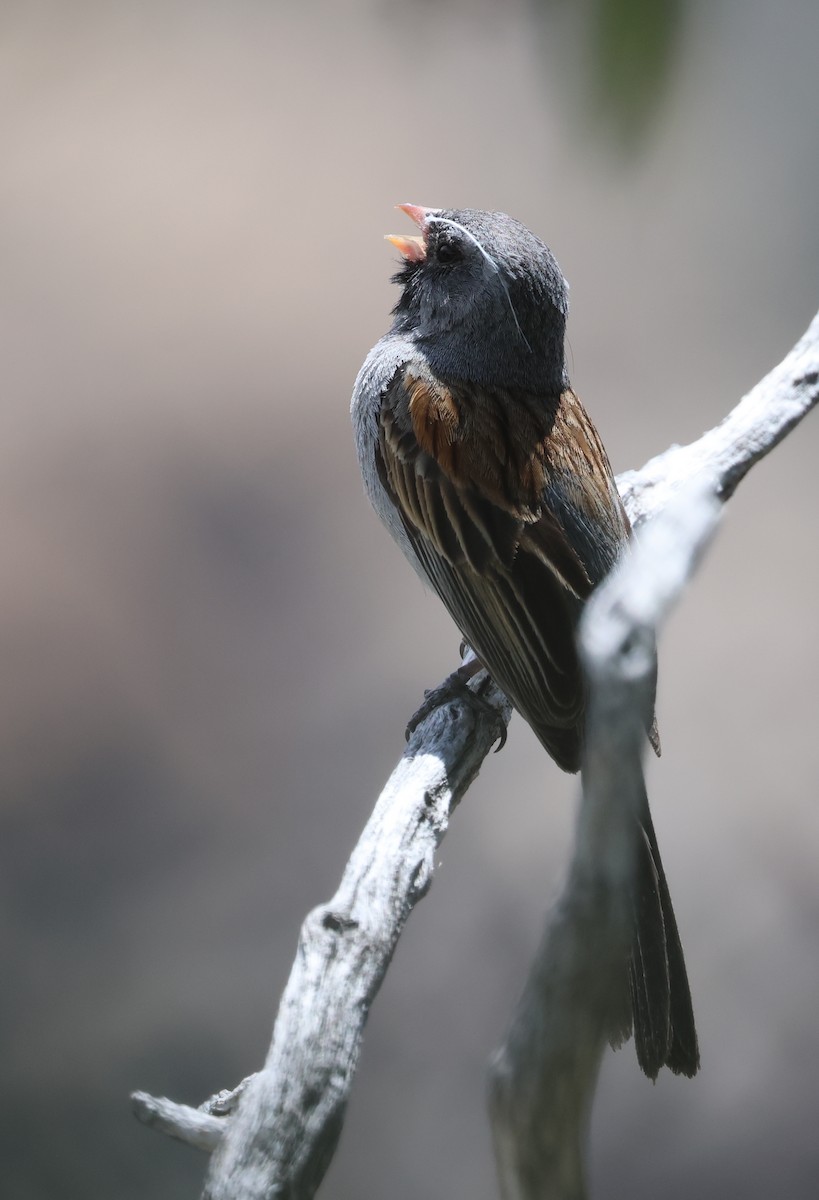 Black-chinned Sparrow - David Stejskal