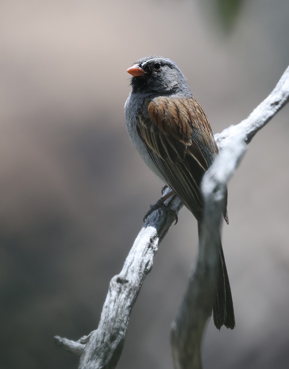 Black-chinned Sparrow - David Stejskal