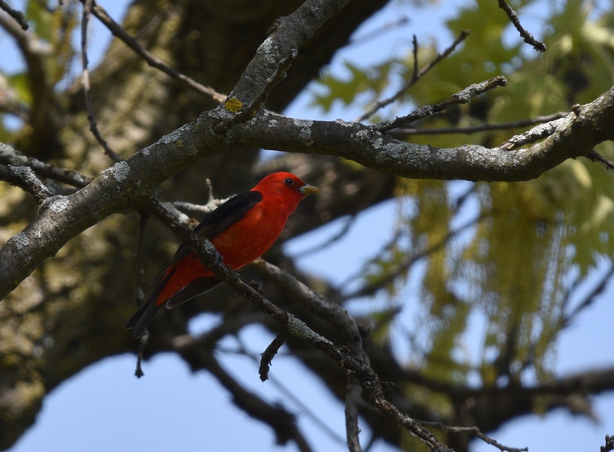 Scarlet Tanager - Steven McClellan