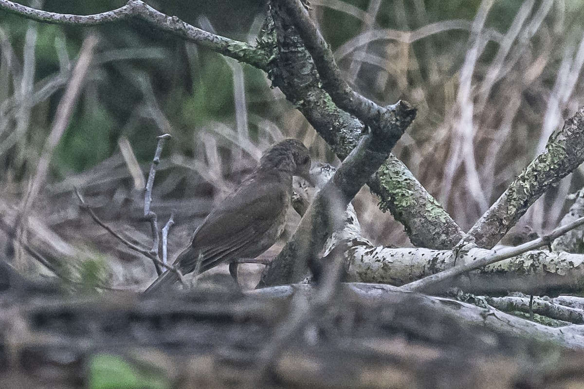 Creamy-bellied Thrush - Amed Hernández