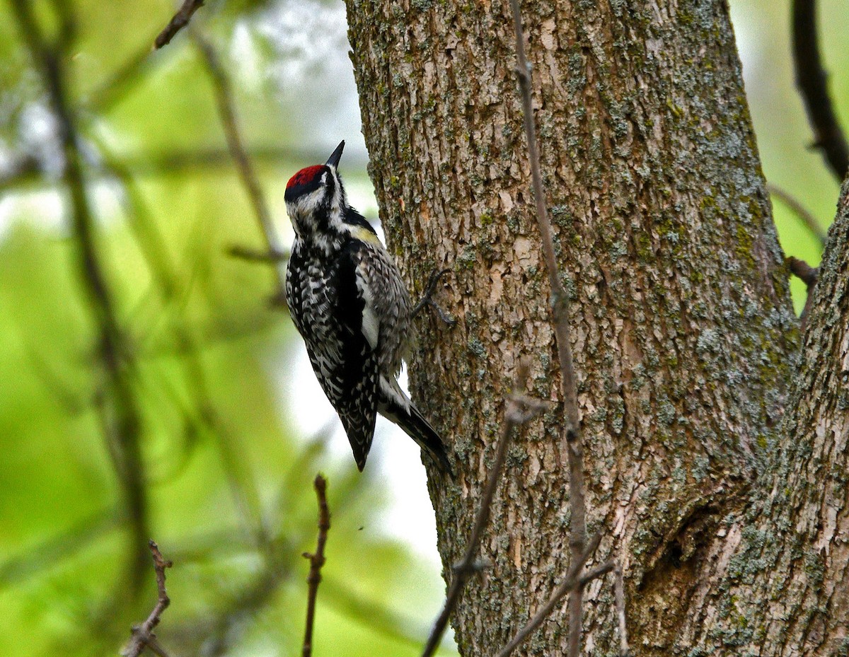 Yellow-bellied Sapsucker - ML619151905