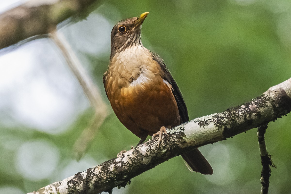 Rufous-bellied Thrush - Amed Hernández