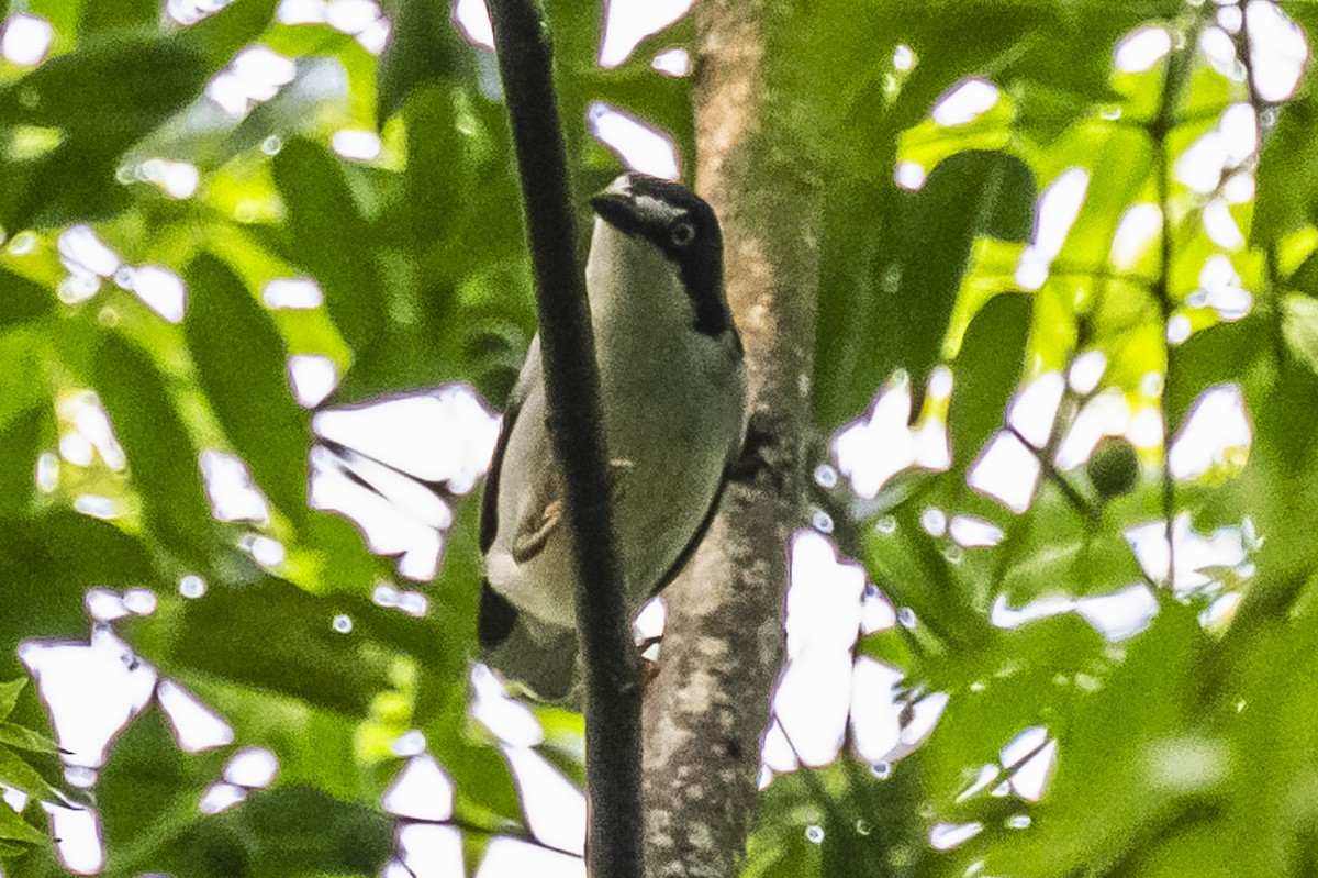 Hooded Tanager - Amed Hernández