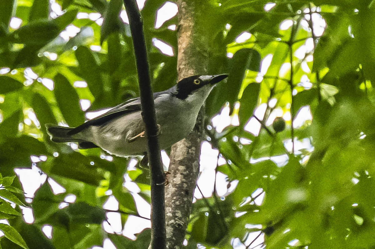 Hooded Tanager - Amed Hernández