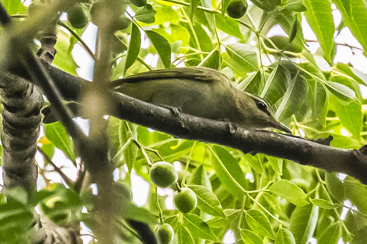 Chivi Vireo - Amed Hernández