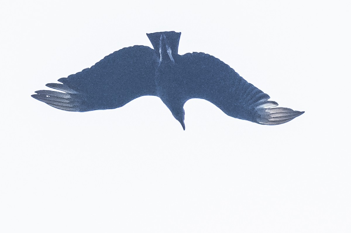 Black Vulture - Amed Hernández