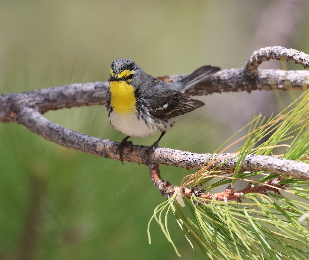 Grace's Warbler - David Stejskal