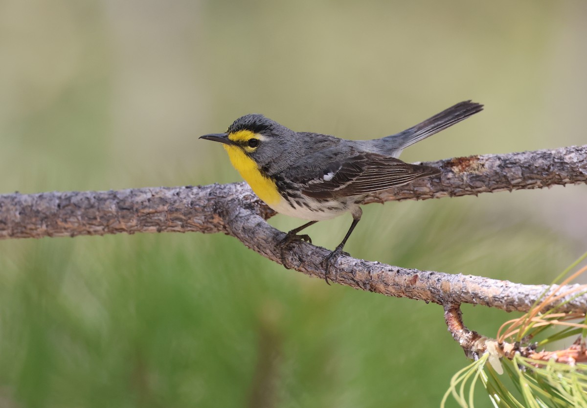 Grace's Warbler - David Stejskal