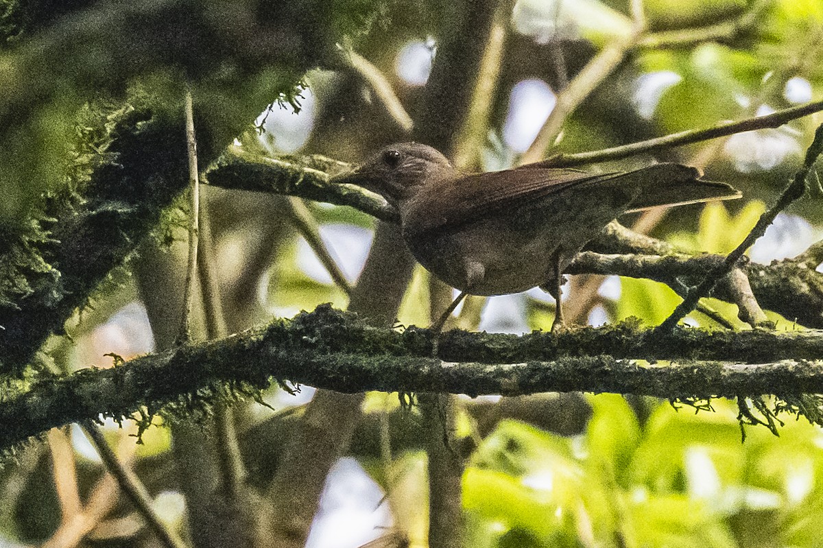 Pale-breasted Thrush - Amed Hernández