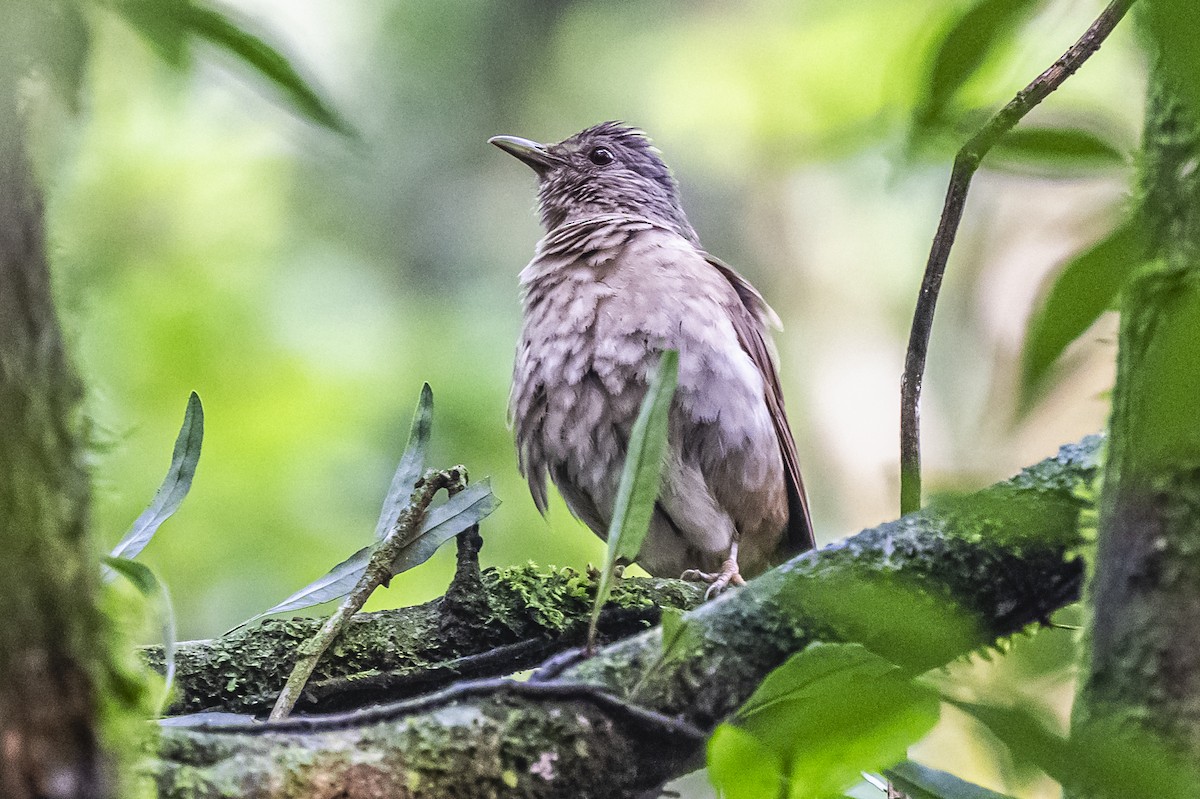 Pale-breasted Thrush - Amed Hernández