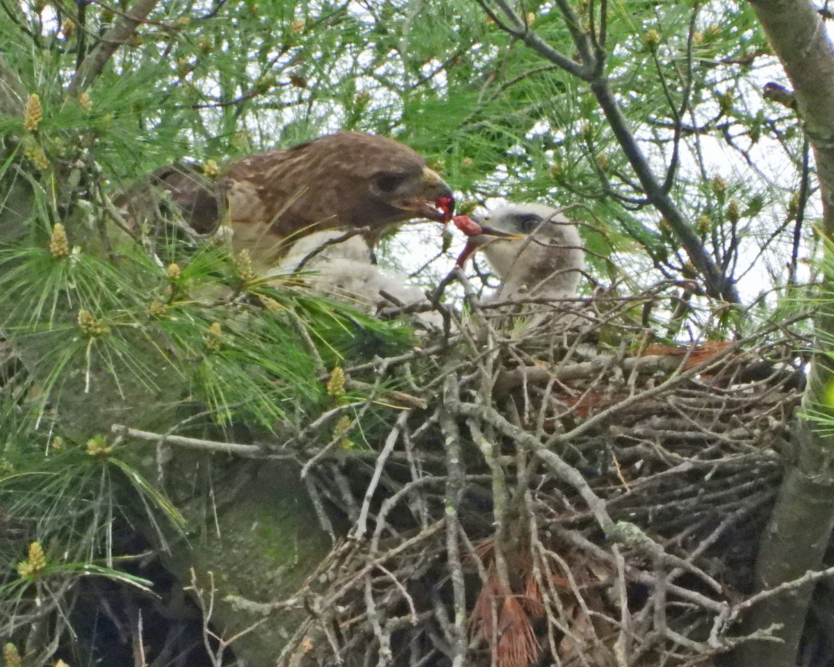 Red-tailed Hawk - ML619152014