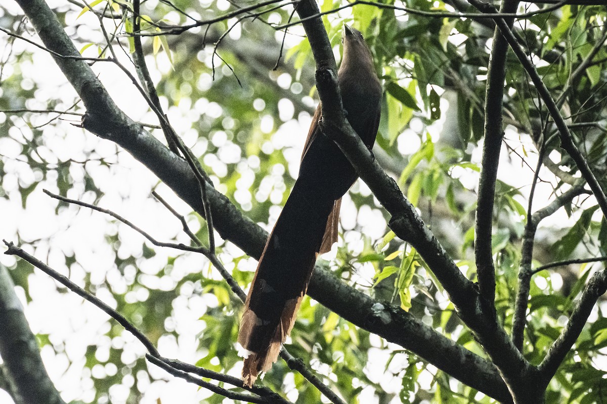 Squirrel Cuckoo - Amed Hernández