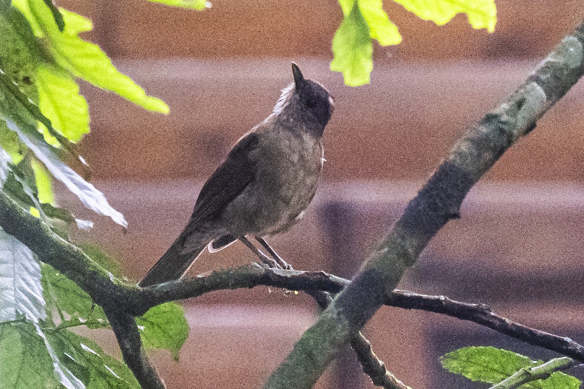 Pale-breasted Thrush - Amed Hernández