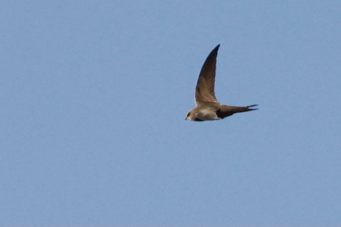 Pallid Swift - Lorna Aynbinder