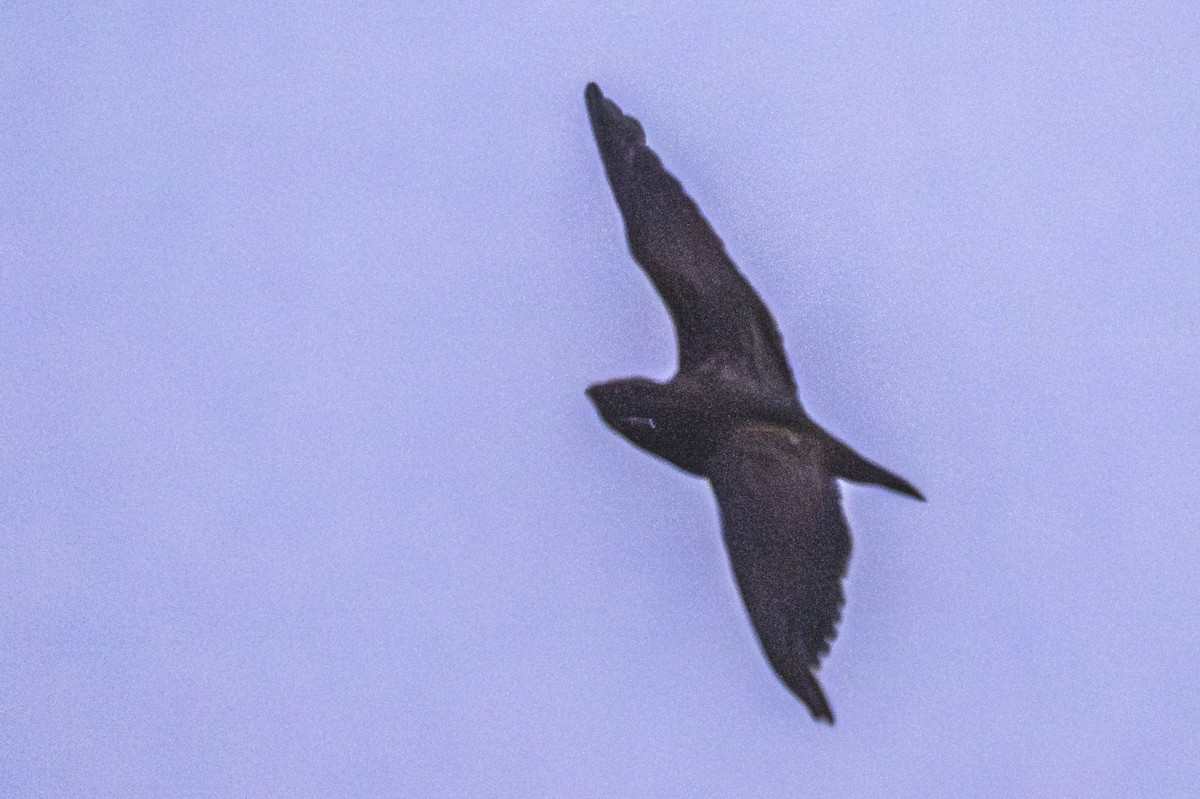 Short-tailed Nighthawk - Amed Hernández