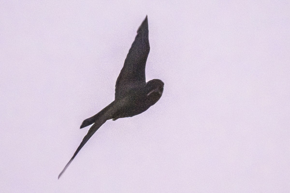 Short-tailed Nighthawk - Amed Hernández