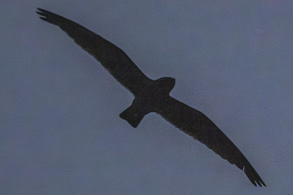 Short-tailed Nighthawk - Amed Hernández