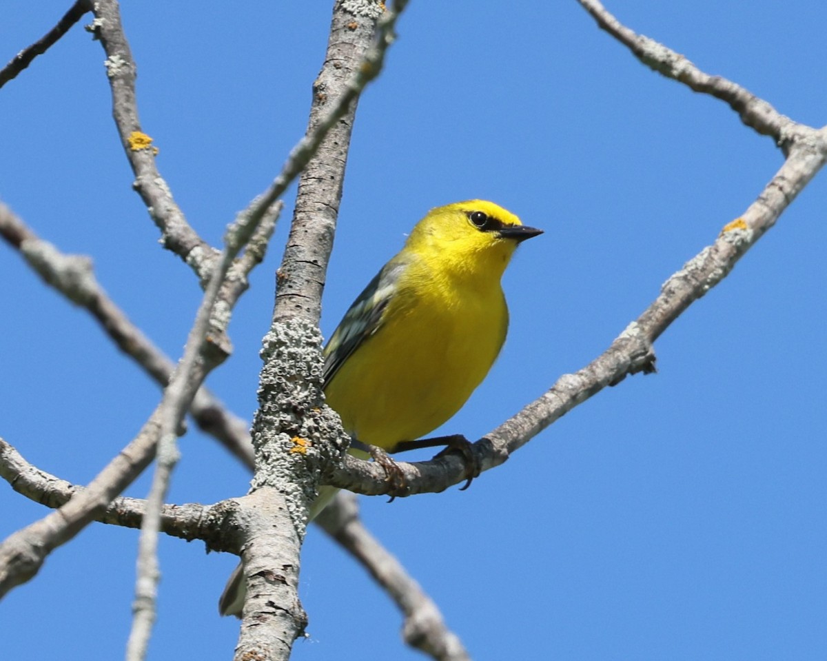 Blue-winged Warbler - Patricia Schleiffer